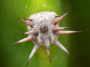 Echinopsis eyriesii - Mäh Zoltán